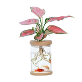 Pot de fleurs hydroponique transparent